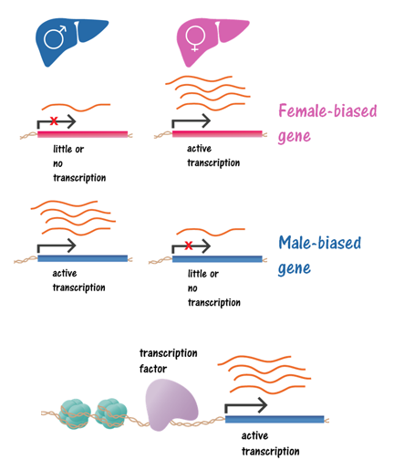 ../../../_images/gene_regulation.png